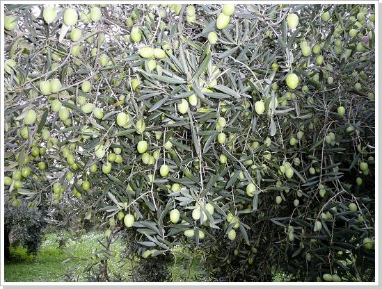 0199_sizilien_2012 (191).jpg